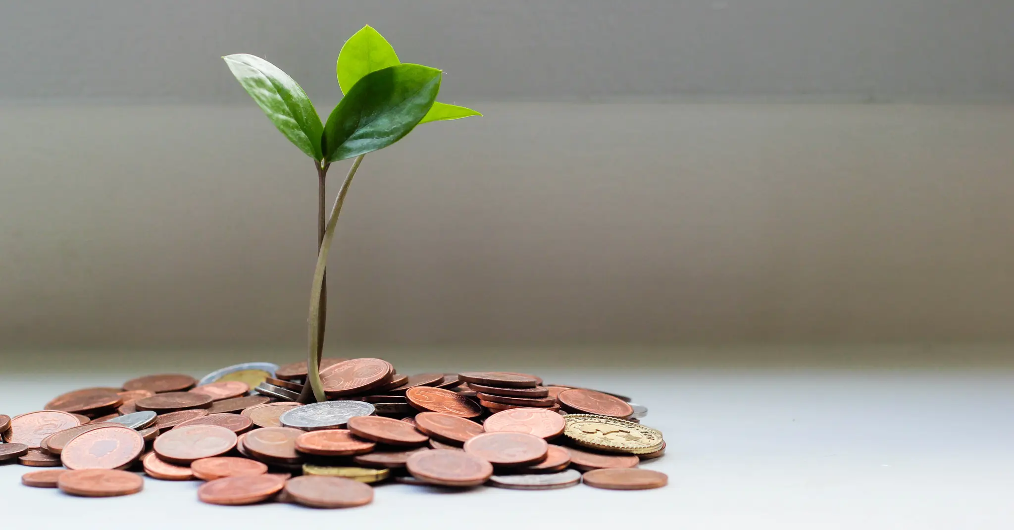 Money growing like plants